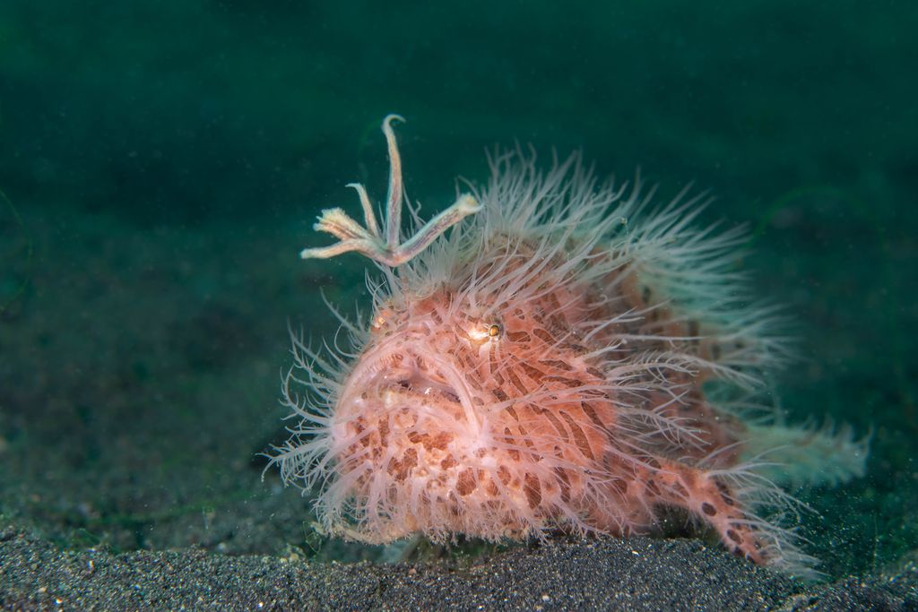 poisson